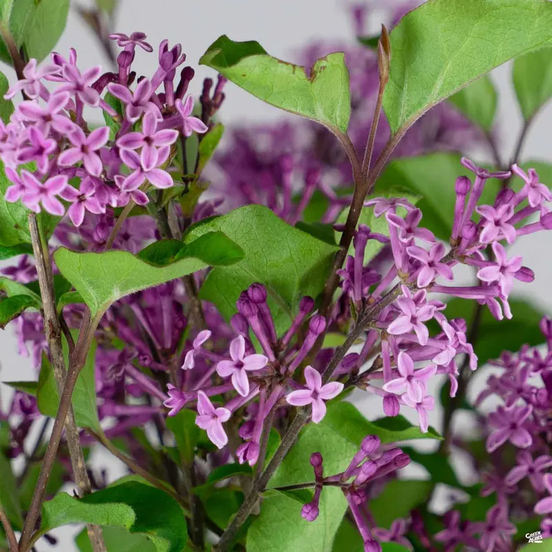 Bloomerang® Dark Purple Reblooming Lilac