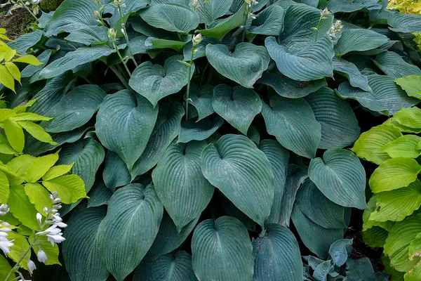 Blue Angel Hosta