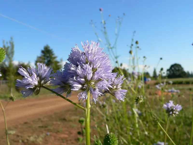 Blue Field Gilia (Gilia capatata) Seed