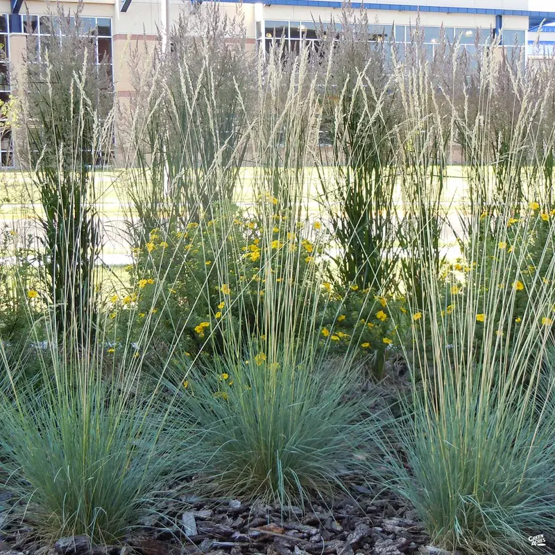 Blue Oat Grass