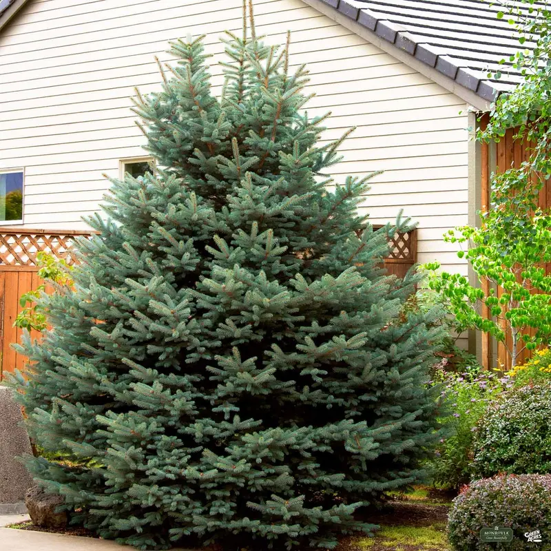 Blue Spruce 'Fat Albert' | Monrovia