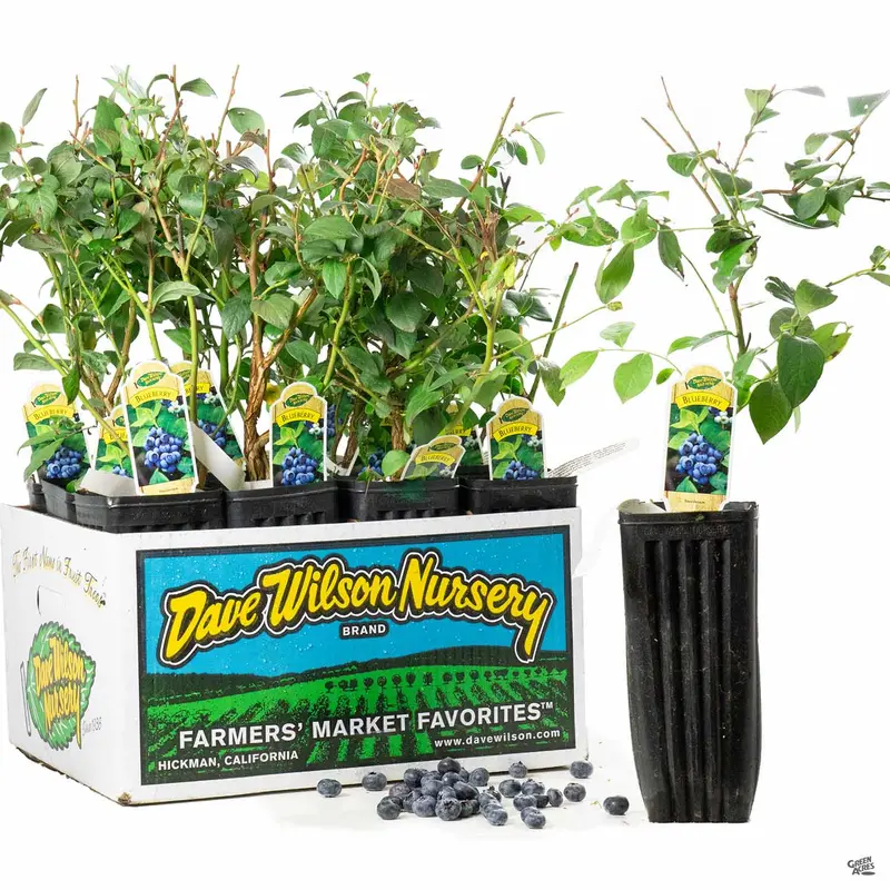 Blueberry Assorted 4" Sleeve