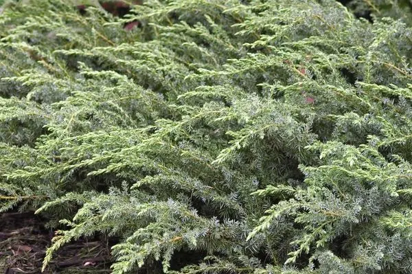 Blueberry Delight Juniper-2 Gallon