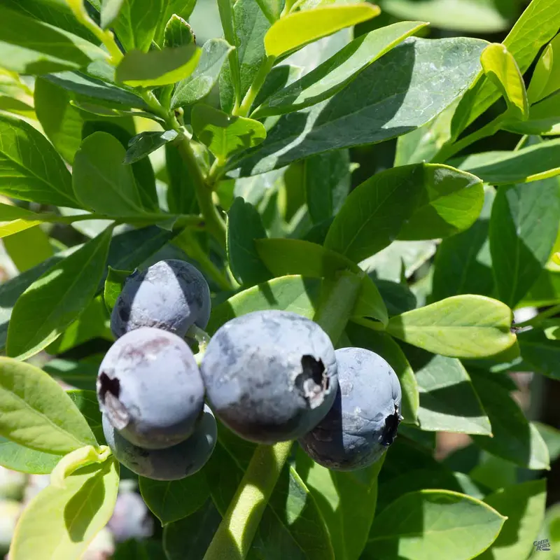Blueberry 'Jubilee'