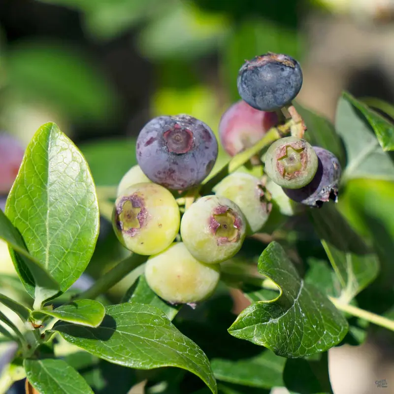 Blueberry 'O'Neal'