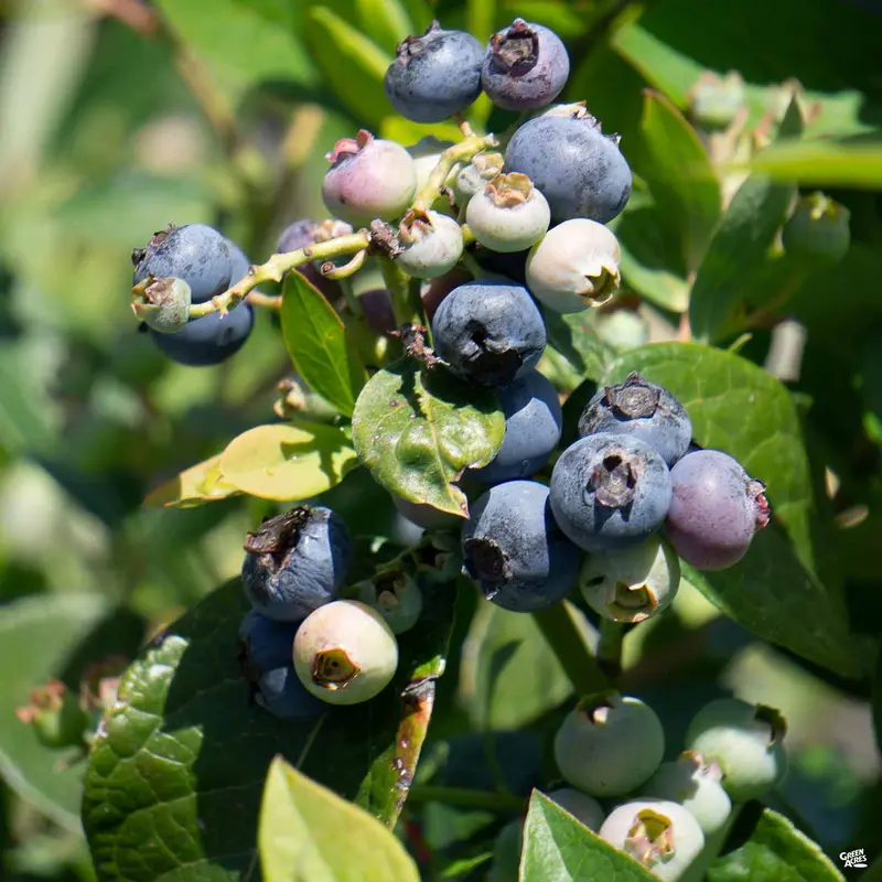 Blueberry 'Sharpblue'