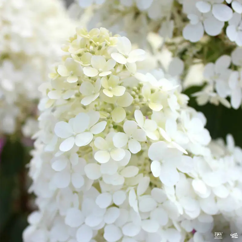 Bobo® Hydrangea