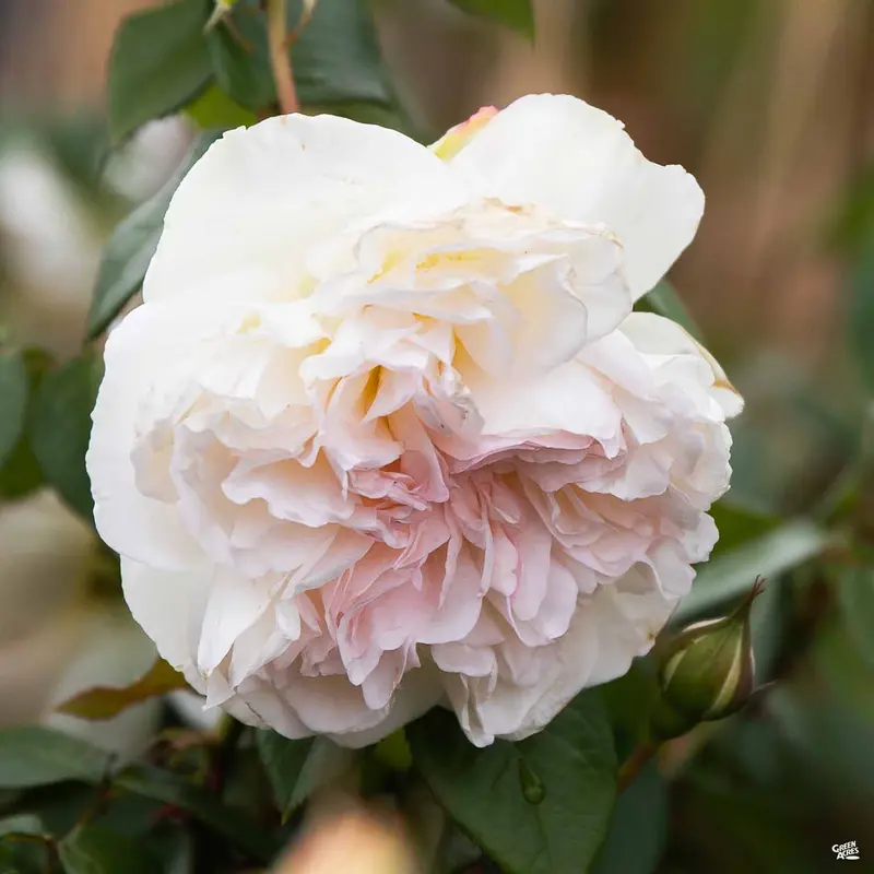 Bolero™ Rose