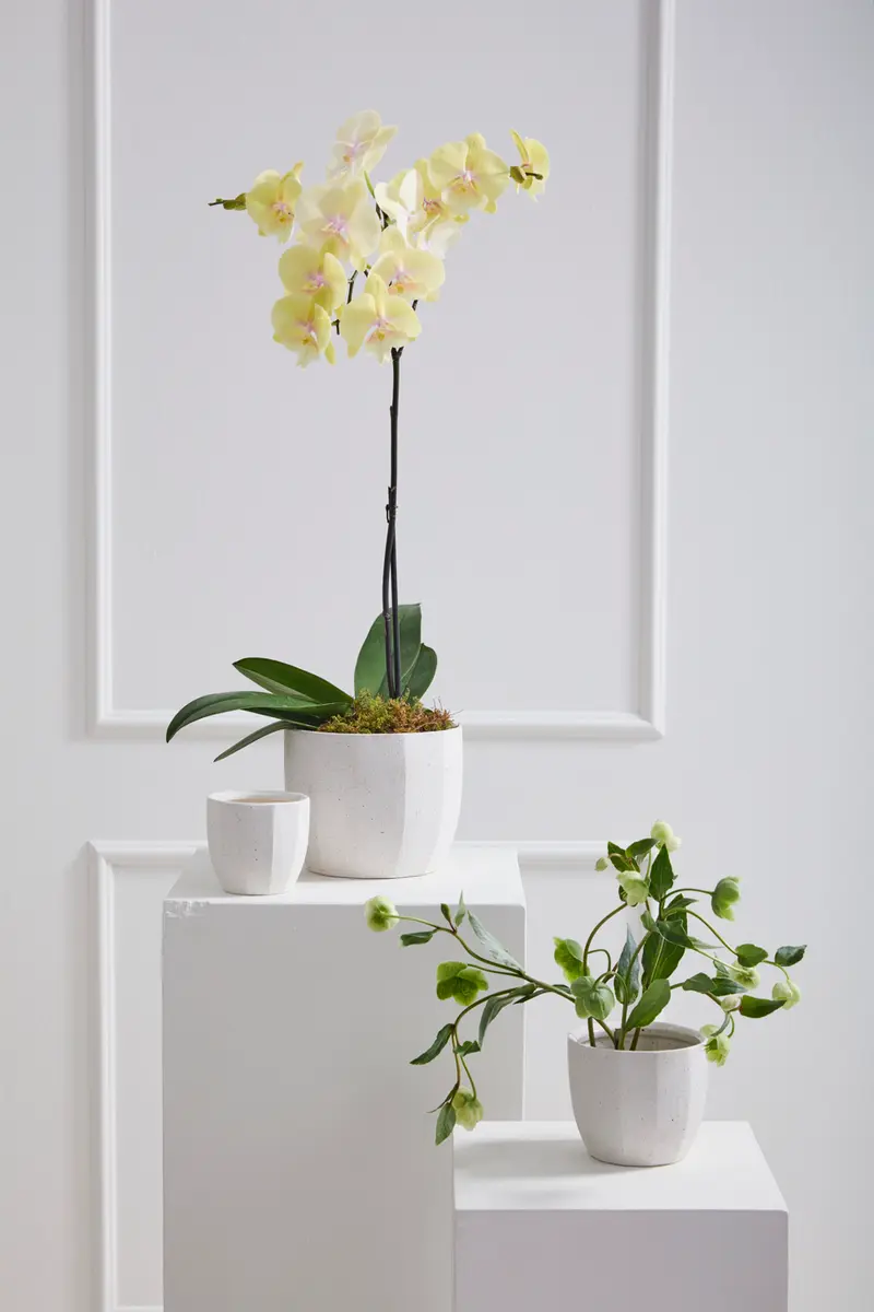 Bona Pot Set of 8 By Accent Decor