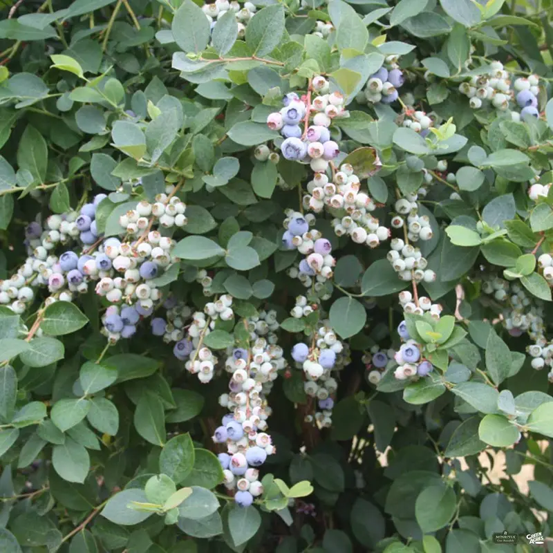 Bountiful Blue® Blueberry | Monrovia