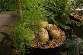 Bowiea volubilis (Climbing Sea Onion)