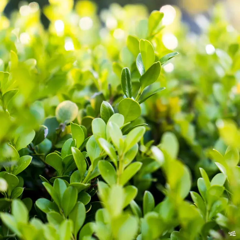 Boxwood 'Faulkner'