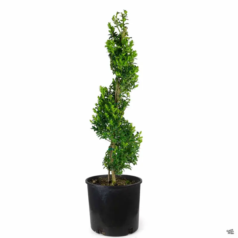 Boxwood 'Green Mountain' Spiral Topiary