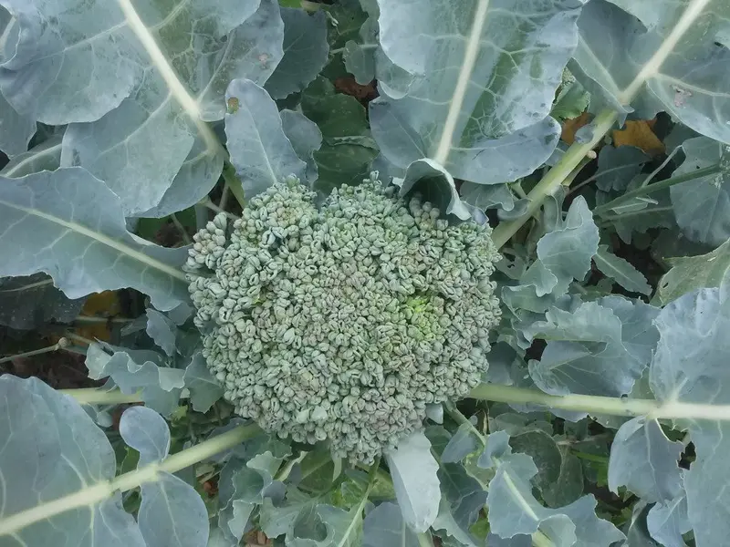 Broccoli 'Di Cocco' (Brassica oleracea) - Seed SRC