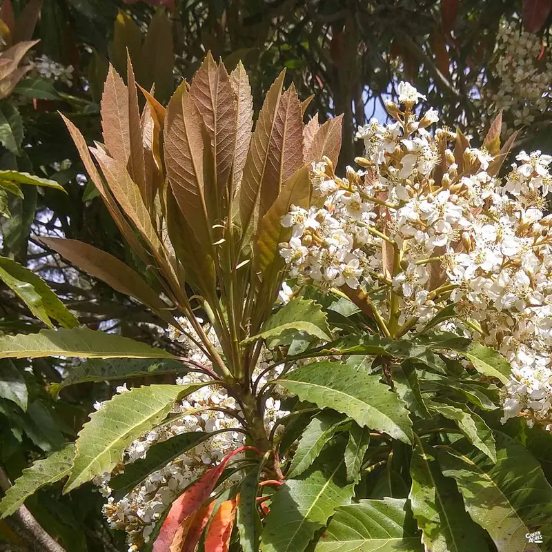 Bronze Loquat Standard Trunk