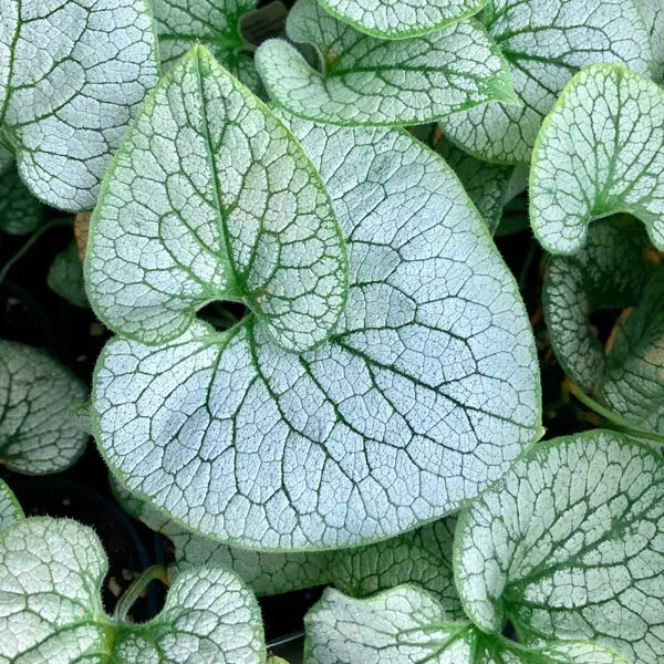 Brunnera macrophylla ‘Sterling Silver’ (Silver leaved Brunnera)