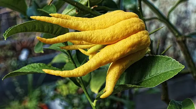Buddha's Hand Citron (Citrus medica var. sarcodactylis)