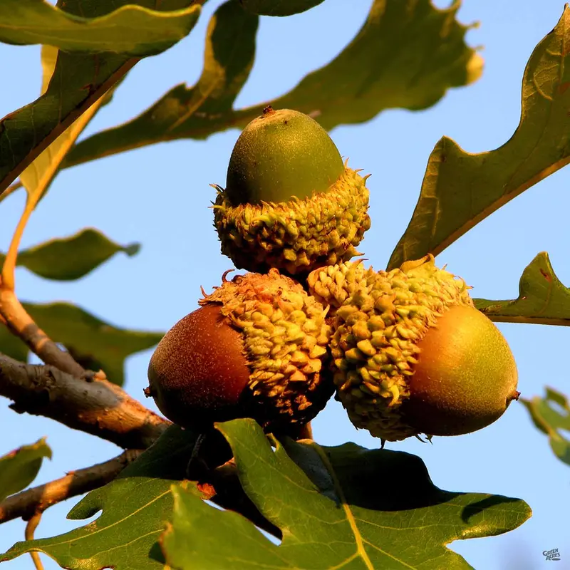 Burr Oak