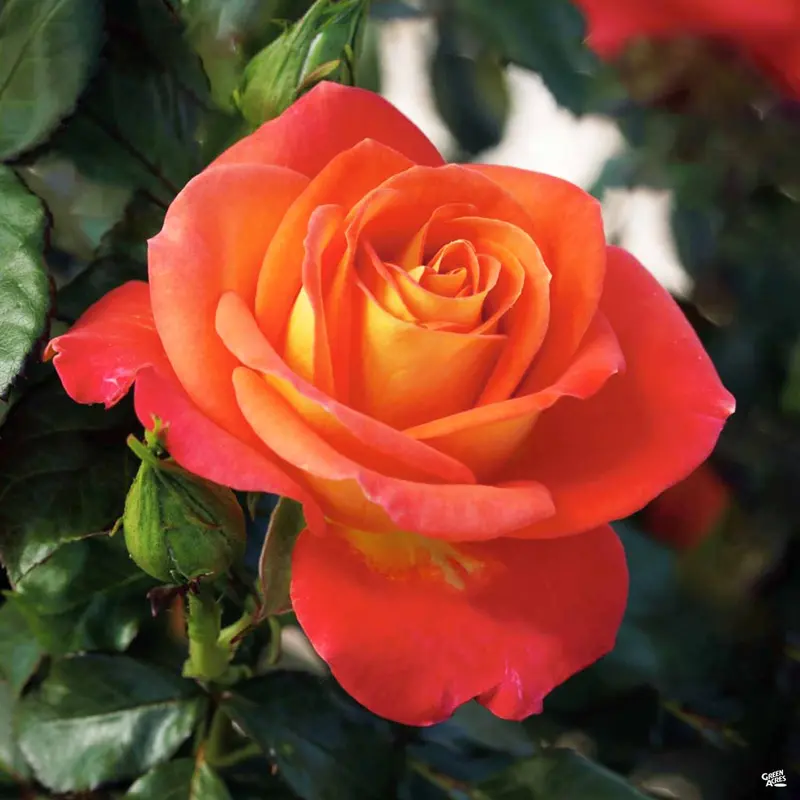 Burst of Joy® Rose