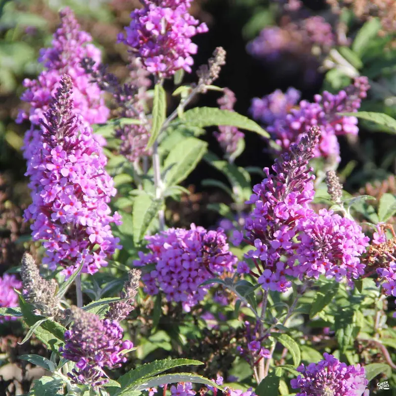 Butterfly Bush Buzz™ Lavender