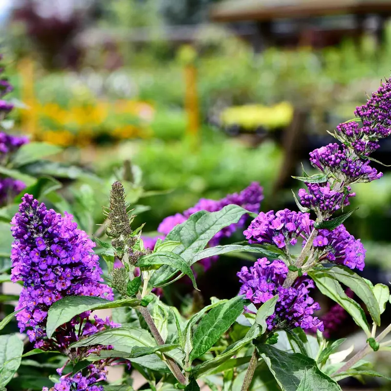 Butterfly Bush 'Chrysalis Purple'