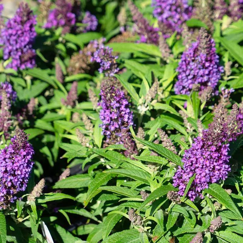 Butterfly Candy® Li'l Grape™ Butterfly Bush