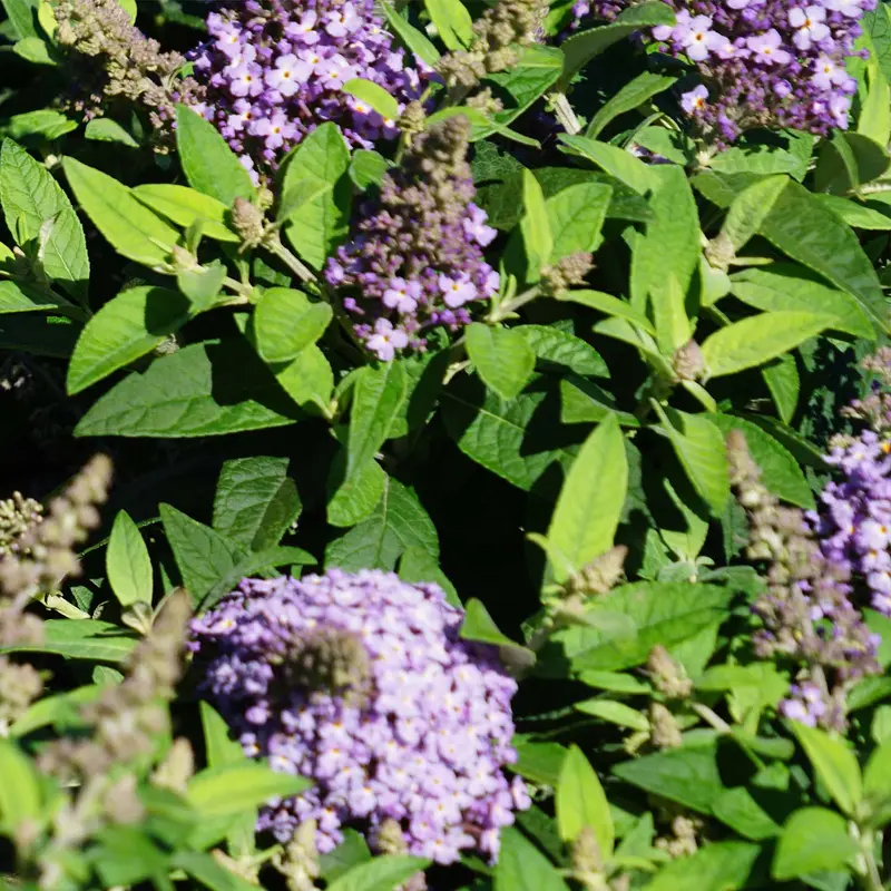 Butterfly Candy® Li'l Lavender™ Butterfly Bush