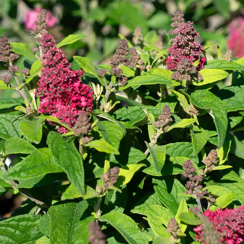 Butterfly Candy® Li'l Raspberry™ Butterfly Bush