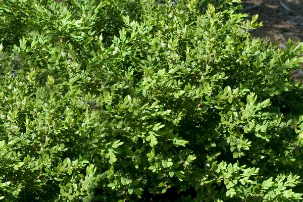 Buxus- Green Velvet Boxwood-Green