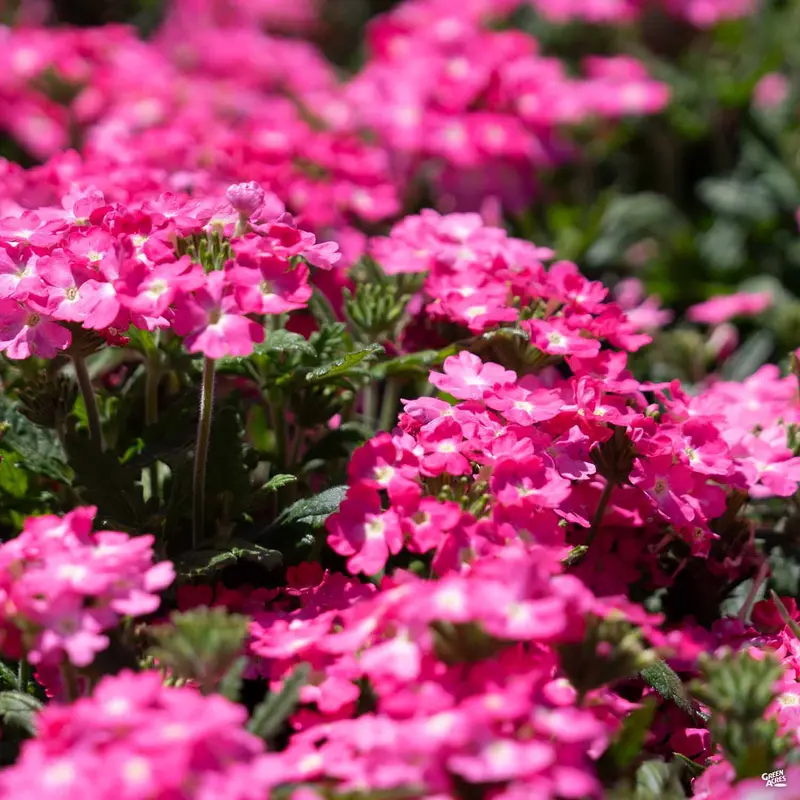 Cadet™ Verbena