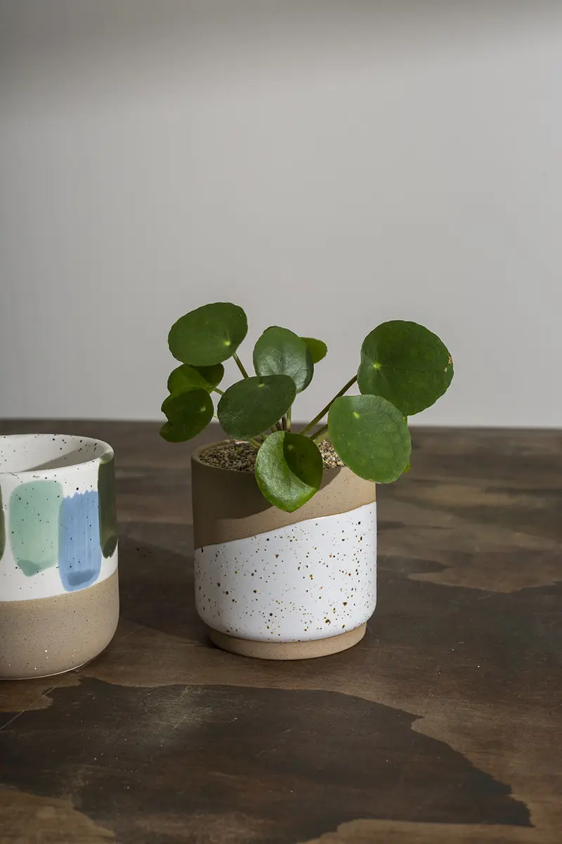 Cafe Mug Set of 8 By Accent Decor