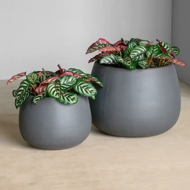 Calathea in Puddle Planters Gray Set Of 2 By Gold Leaf Design Group