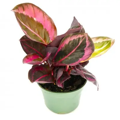 Calathea 'Princess Jessie' (Prayer Plant)