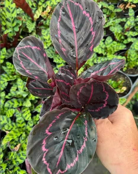 Calathea roseopicta 'Dottie' (Prayer Plant)