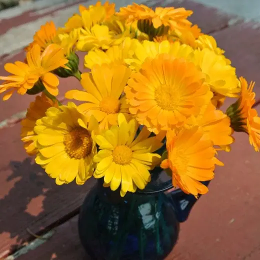 Calendula 'Resina' (Calendula officinalis) - Seed AS