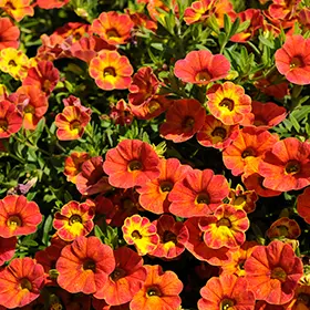 Calibrachoa-Rainbow Tiger Tail-4.5" Fancy
