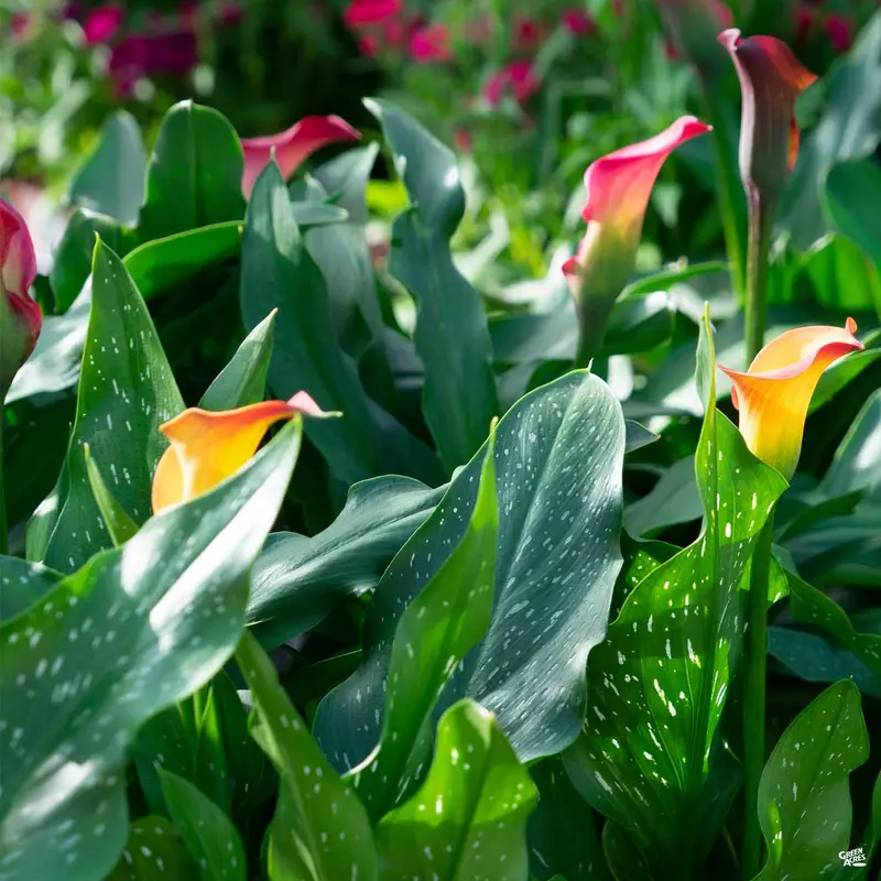 Calla Lily Hybrids
