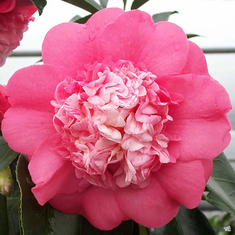Camellia j. 'Chandleri Elegans' | Matsuda's