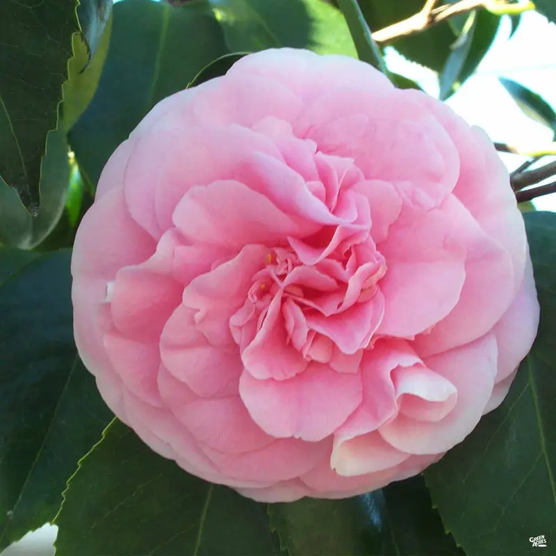 Camellia j. 'Debutante'