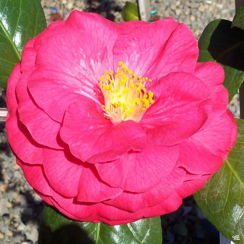 Camellia 'Mathotiana Supreme' | Monrovia