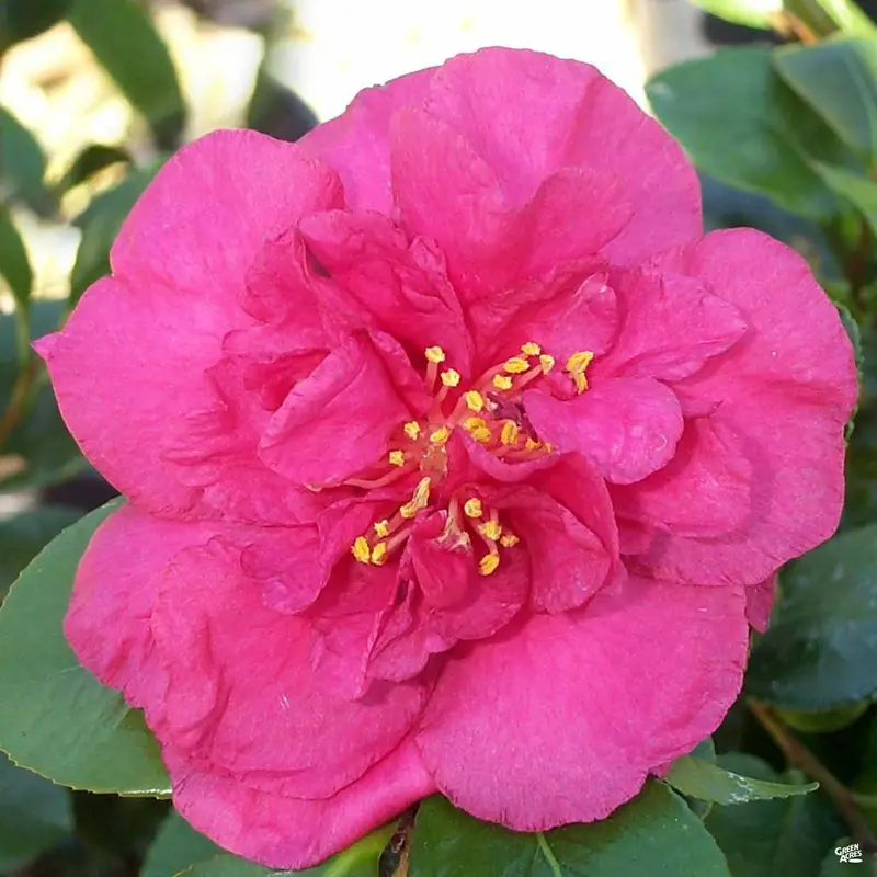 Camellia s. 'Bonanza' | Monrovia