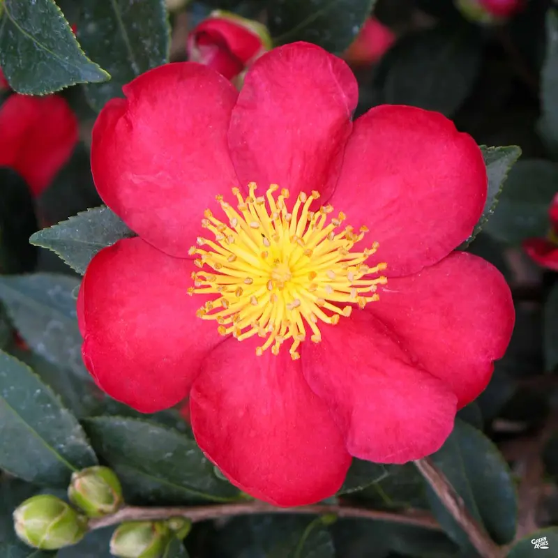 Camellia s. 'Yuletide'
