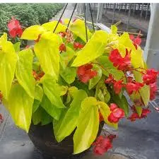 Canary Yellow Begonia - 5" Fancy