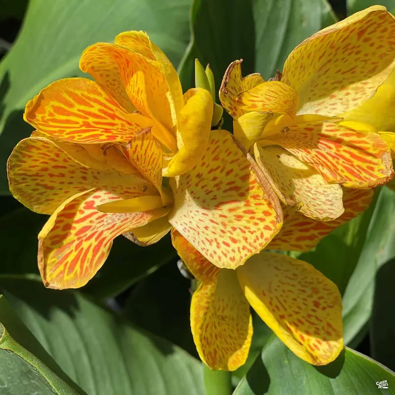 CannaSol™ Canna