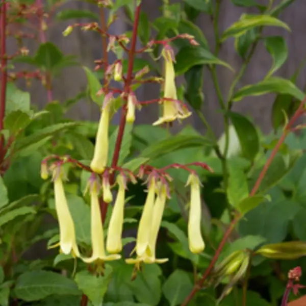 Cape Fuchsia ‘Strawberry Blond’ (Phygelius)
