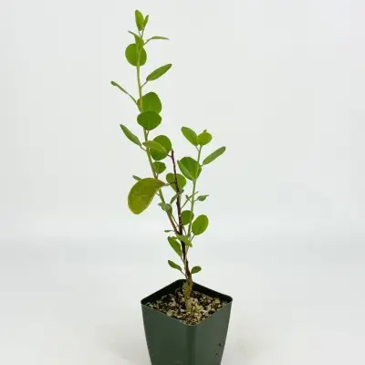 Capparis spinosa(Caper Bush)