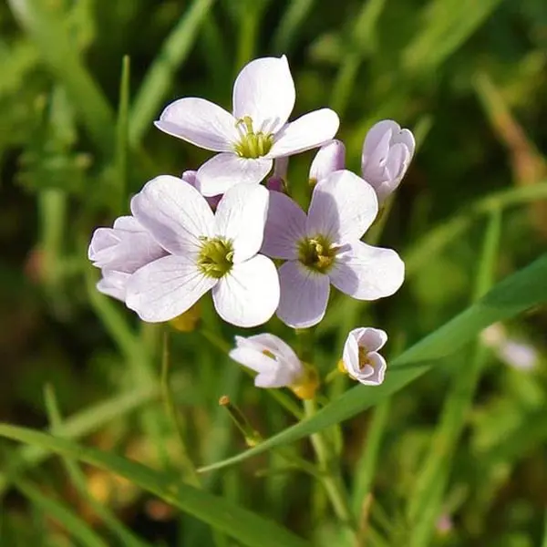 Cardamine pratensis (Bittercress)
