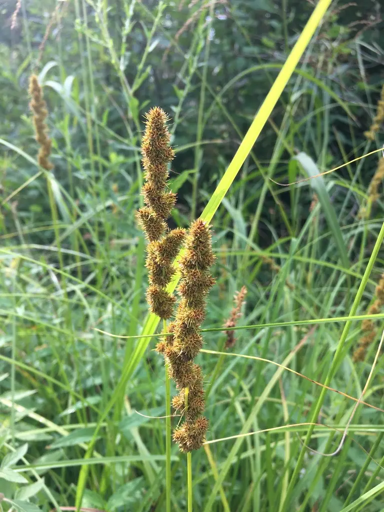 Carex vulpinoidea (Foxtail Sedge)