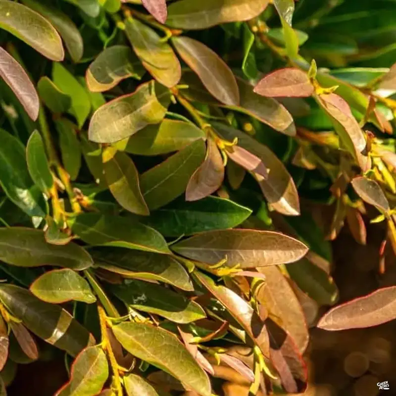 Cast in Bronze® Distylium