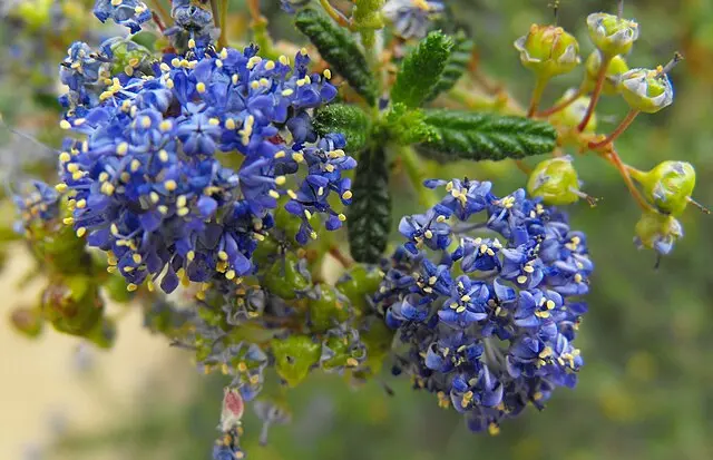 Ceanothus 'Dark Star' (Ceanothus impressus x papillosus)